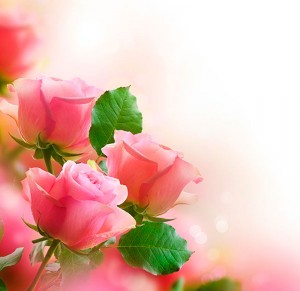 Fotooboi Cvety (116)